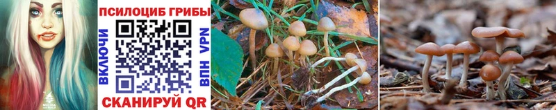 Псилоцибиновые грибы GOLDEN TEACHER  Мурманск 